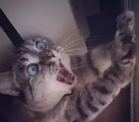 猛虎落泪的表情包医美