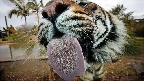 被老虎的舌头舔一口会掉层皮,这是真的吗威力太大了