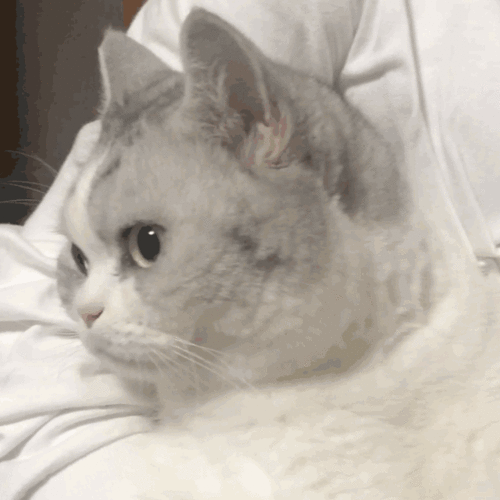 搞笑表情包更新只想做你一个人的舔狗