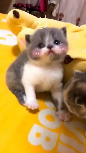 猫咪居然露出这样的表情这也太可爱了吧我都看懵了