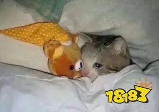 抖音流泪猫猫头表情包