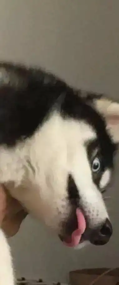 哈士奇无意中舔了主人的臭脚,接下来的表情让人捧腹