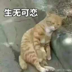 爱打王者的小学生haha的微博微博