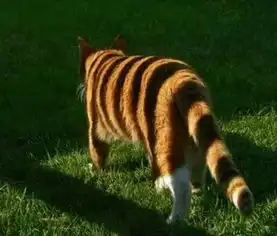 不小心把猫养成了猪怎么办