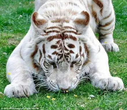 推荐个北京口腔医院正畸医生啊爱人们