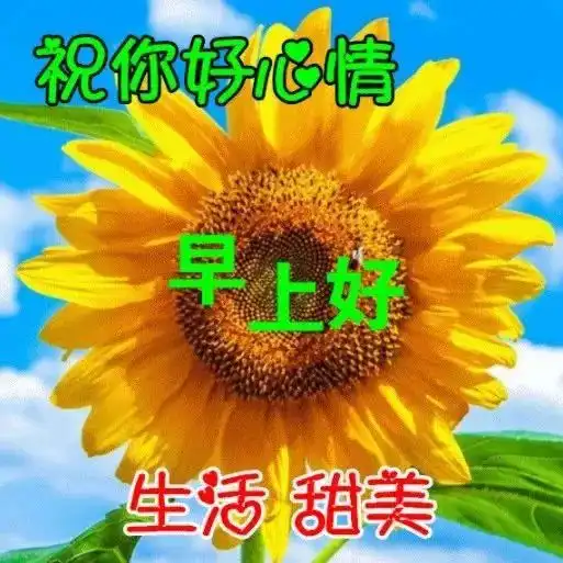 上午好表情图片大全上午好图片大全阳光