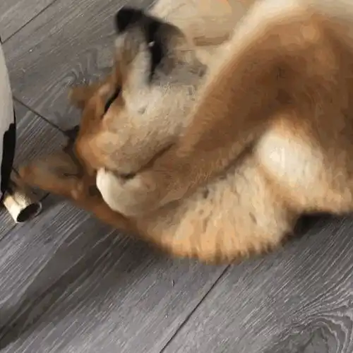 窃杳by一条颜狗,女f男c小甜文