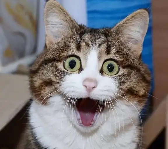 猫咪跟主人在一起时很幸福,往往会有这几种表现