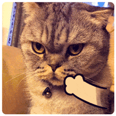 留学圈鄙视链,你在哪一环