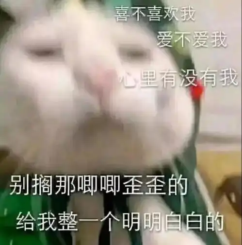 养一只猫,远远比爱一个人有趣