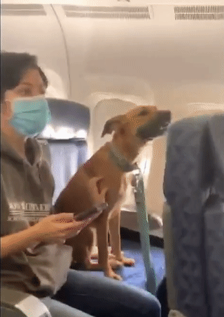 带狗子坐了趟飞机,结果狗秃了...哈哈哈哈哈这也太热情了