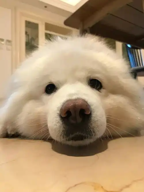 一只不希望下雨的狗,可老天却偏偏不眷顾它...............