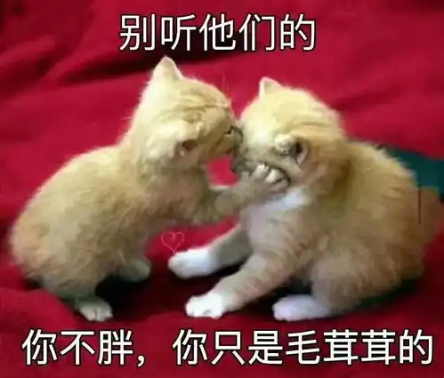 福懋动物医院10件小事告诉你,养猫就像养女朋友