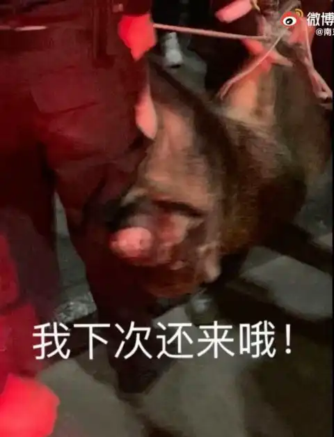 野猪闯进医科大学,表情包疯传警方提醒