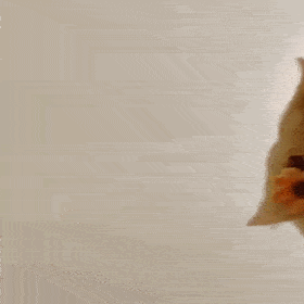 网红猫咪猫咪赵又廷表情包