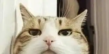 愚蠢的cnn,换个马甲就认不出猫但,这病能治iclroral