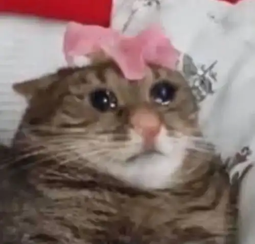 流泪猫猫头表情包返场