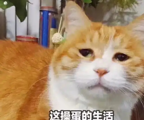 无知的主人,才会这样养猫,但愿你没中