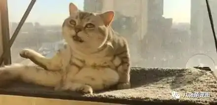 一只有脚气的猫,当舔到自己脚时,那表情简直...