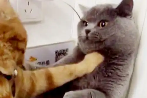 突遭橘猫锁喉,蓝猫表情懵圈,铲屎官一旁差点笑岔气