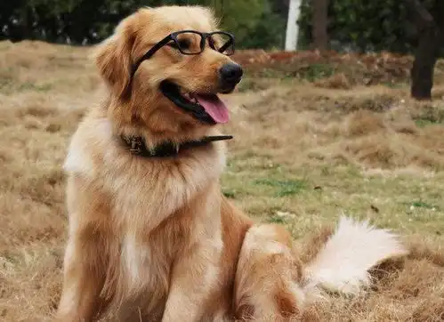 地球上10大最适合家养的高颜值狗狗,博美榜首,你最喜欢哪种