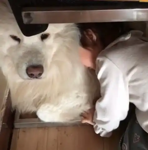 小主人哭了,狗狗假装不看她,但它这个表情细节你们注意了吗