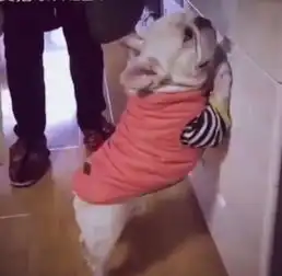 狗狗犯错被罚站打屁,紧张的小表情萌翻了