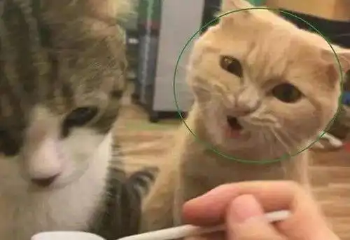 猫不停的叫是什么意思,猫咪总是叫是什么原因