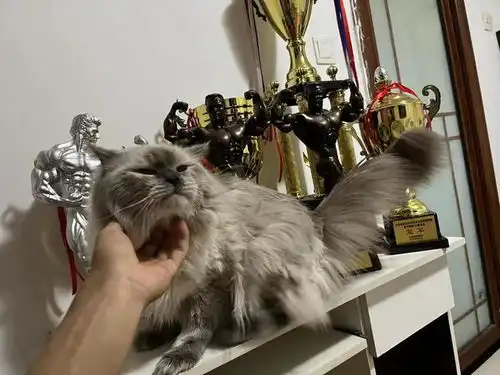 我27岁健体冠军,月入2万帅气身材好,却找对象困难父母很不支持