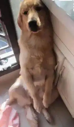 金毛拆家被主人惩罚,露出一副无所谓的表情要杀要剐随你便