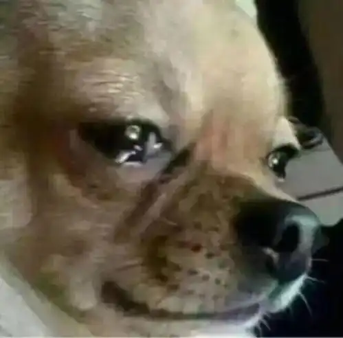 不带文字的表情包有吗