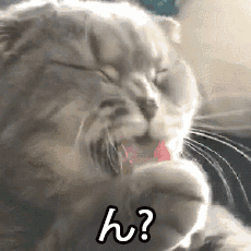 为什么猫咪不喜欢主人为它们精心准备的窝