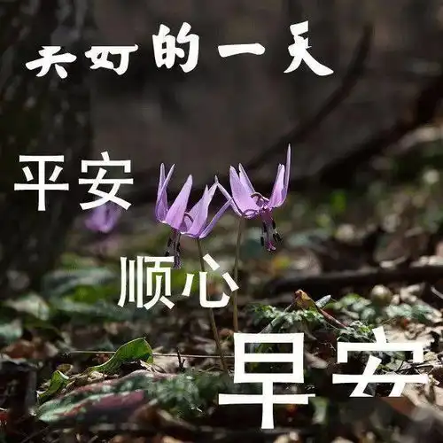 很温馨的早上好清晨问候阳光祝福表情图片8月早安问候表情图片大全