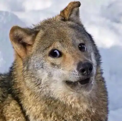 冷笑话丨有女朋友后的真实生活