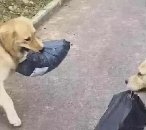 取快递时偶遇同行,狗子我为这个家付出了太多