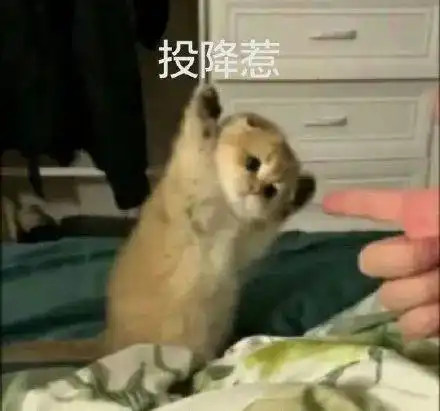 我寻思着一只奶猫能可爱到哪去,结果阿伟死了