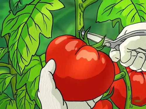 宫崎骏动漫背景图温柔的秋天,美味的食物