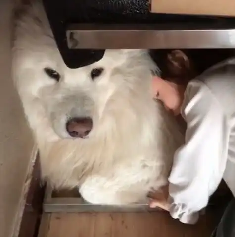 小主人哭了,狗狗假装不看她,但它这个表情细节你们注意了吗