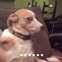 论单身狗在五二零的自我修养