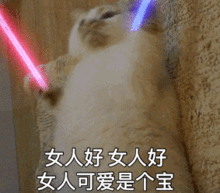 全新猫咪表情包,拿走不谢