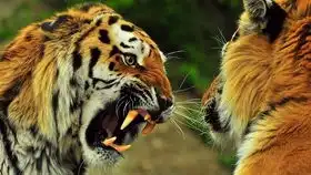 表情包射击大作战东方红魔乡